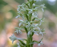 Platanthera transversa