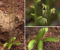 Platanthera unalascensis