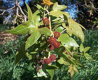 Platanus racemosa