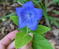 Platycodon grandiflorus