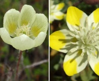 Platystemon californicus