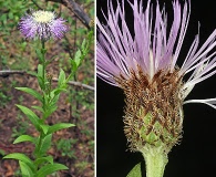 Plectocephalus rothrockii