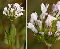 Plectritis macrocera