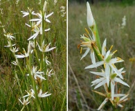 Pleea tenuifolia