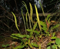 Pleopeltis polylepis