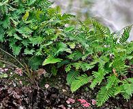 Pleopeltis polypodioides