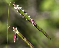 Pleuropogon hooverianus