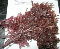 Plocamium pacificum