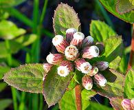 Pluchea foetida