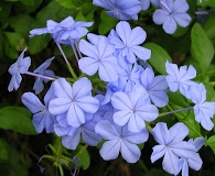 Plumbago auriculata