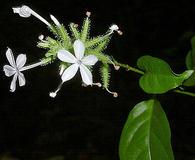 Plumbago zeylanica