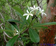 Plumeria rubra