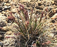 Poa abbreviata