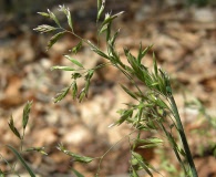 Poa cuspidata