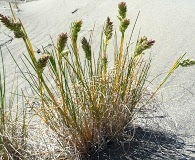 Poa macrantha