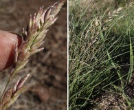 Poa nemoralis