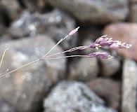 Poa pseudoabbreviata