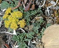 Podistera yukonensis