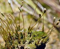 Pogonatum pensilvanicum