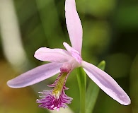 Pogonia ophioglossoides