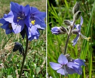 Polemonium acutiflorum