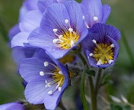 Polemonium boreale