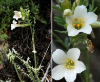 Polemonium brandegeei