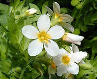 Polemonium carneum