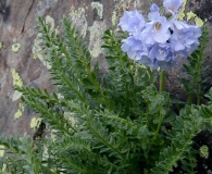 Polemonium confertum