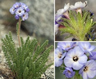 Polemonium eximium