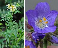 Polemonium foliosissimum