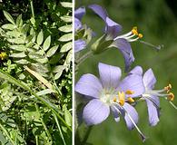 Polemonium occidentale