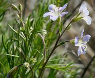 Polemonium pectinatum