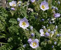 Polemonium pulcherrimum