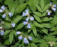 Polemonium reptans