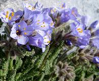 Polemonium viscosum