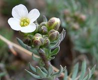 Polyctenium fremontii