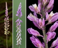 Polygala appendiculata