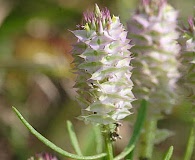 Polygala cruciata