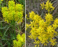 Polygala cymosa