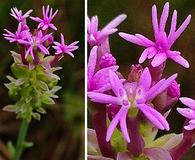 Polygala incarnata