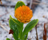 Polygala lutea