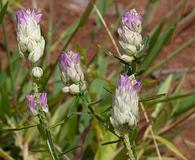 Polygala mariana