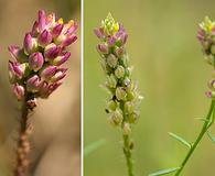 Polygala nuttallii