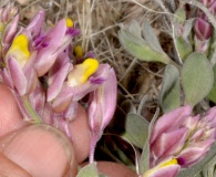 Polygala rusbyi