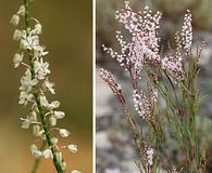 Polygonella articulata