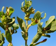 Polygonum achoreum