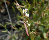 Polygonum argyrocoleon