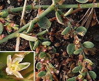 Polygonum aviculare