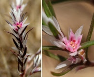 Polygonum bidwelliae